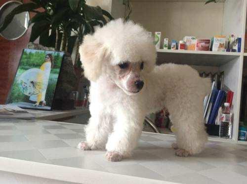 白色泰迪犬多少钱一只?搞清价格在入手
