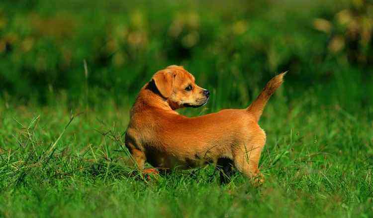 犬瘟热初期症状，有宠物的一定要注意了