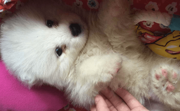 犬瘟能治好吗，又该如何治疗你知道吗？