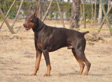 杜宾犬立耳要多长时间？慢工出细活就是这样