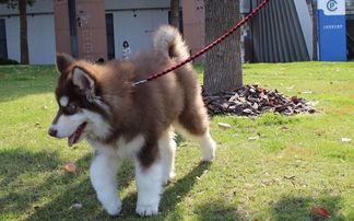 阿拉斯加雪橇犬和哈士奇的区别