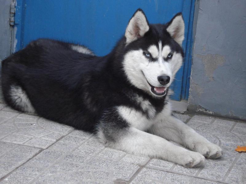 哈士奇和阿拉斯加哪个好?各有千秋,综合对比