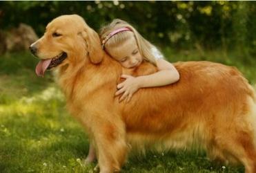 金毛是猎犬吗？它的全名就能说明一切