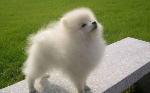 博美泪痕是什么原因？这几种原因很常见