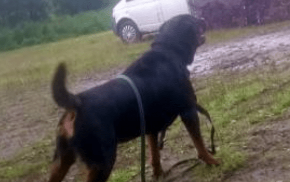 罗威纳犬咬主人吗?从小培养教育很重要
