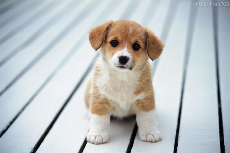 狗狗口臭怎么解决？从入口的食物开始