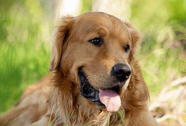 金毛狗怎么训练?三大训练方法告诉你