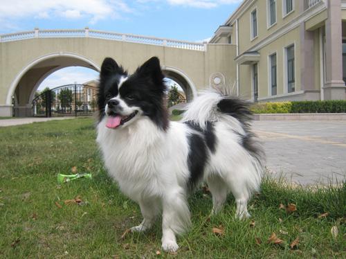 蝴蝶犬聪明吗?可能比二哈聪明点