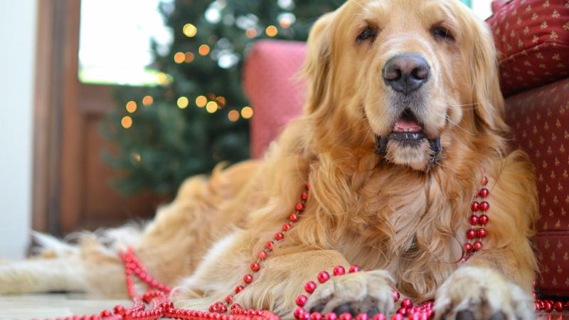金毛犬的缺点有哪些?其实这是共性