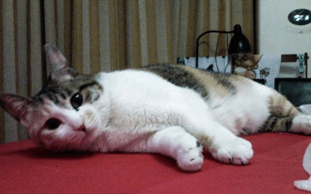 猫生病的症状，一般会有这些身体反应