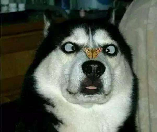 哈士奇搞笑图片，二哈称谓名不虚传