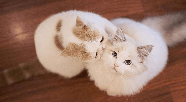 猫藓会传染给人吗
