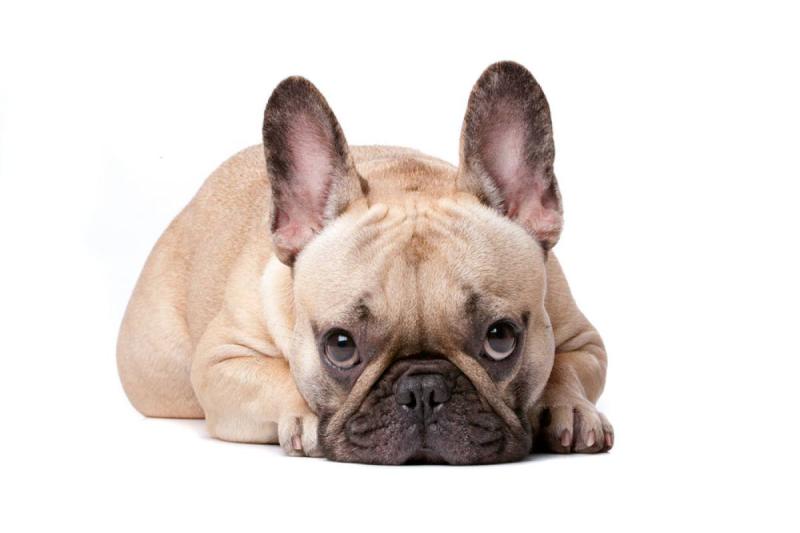 法国斗牛犬什么颜色好?你喜欢的都好