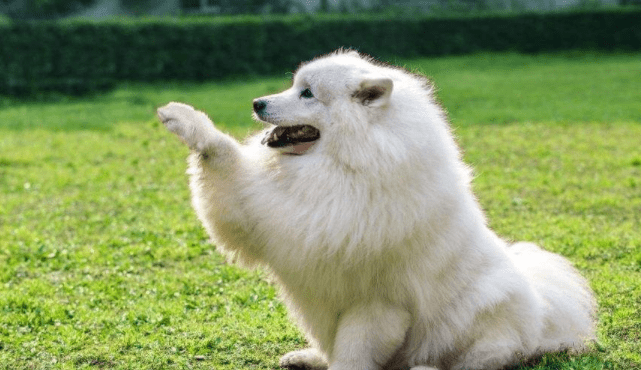 大白熊犬和萨摩耶区别,别看都是一身白