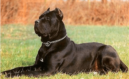 卡斯罗与马犬体型谁大,这些区别你还不知道?