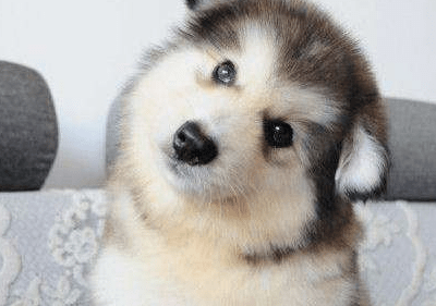 阿拉斯加喂什么长得快？不如试试这个