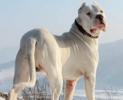杜高犬和藏獒哪个厉害?藏獒的体型就胜了一半