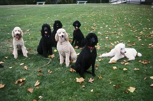 三个的贵宾犬能训练了吗?还是要看实用的方法