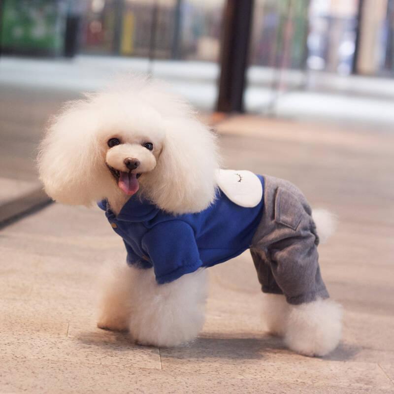 狗狗拉颗粒便便怎么办？大概率是这里出问题了