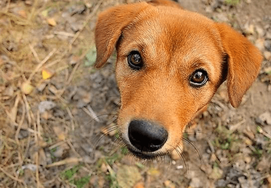 十大忠诚的狗排名,上榜的都有哪些