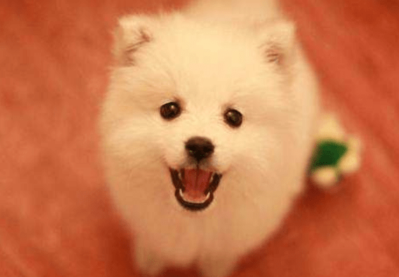 博美犬和银狐犬的区别，其实差别挺大的