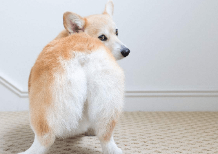 柯基犬品相怎么看,老司机教你防骗攻略