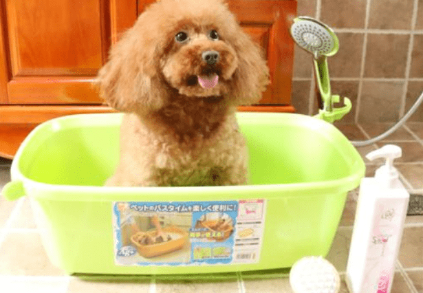 泰迪狗的禁忌,这些你有没有犯过?