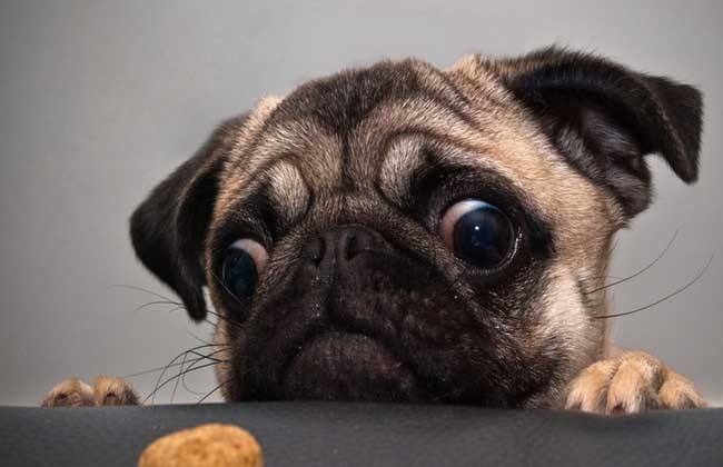 巴哥犬可以吃米饭吗，犬不是铁饭也不是钢