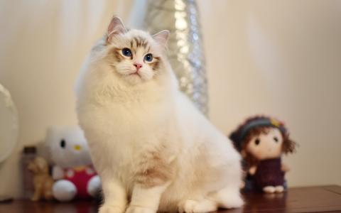 宠物猫的价格,你想看的都在这了