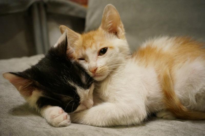 猫能喝酸奶吗?很多人都做错了!