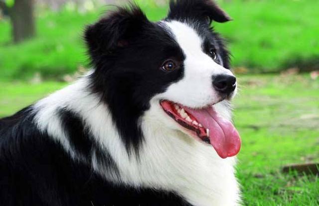 狗狗螨虫会传染给人吗?这是很有可能的