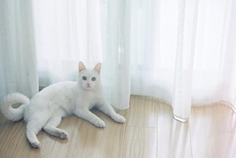 猫咪发情的表现,这几点最明显