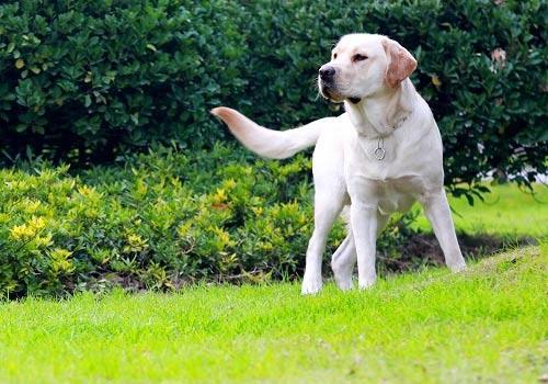 拉布拉多的饲养技巧,把握好这几点就足够了