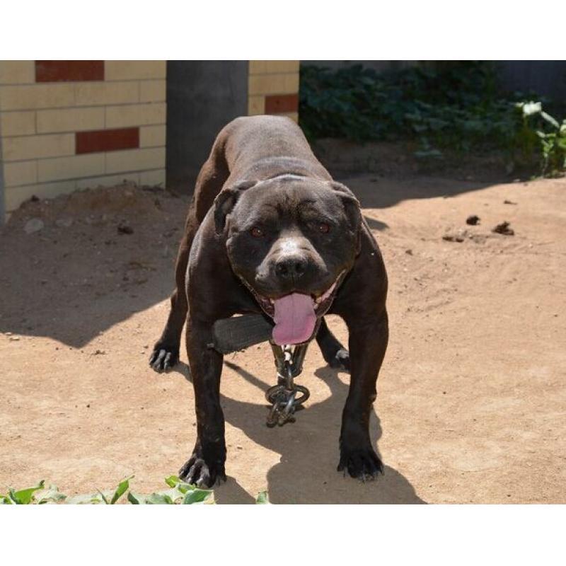 什么狗能打过比特犬?别太天真了