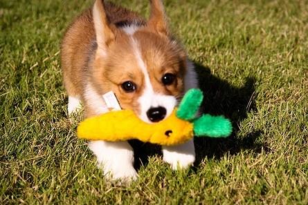 狗狗掉牙是怎么回事?得先搞清楚具体原因