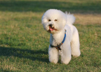 如何训练比熊犬?方法对了一切都好办