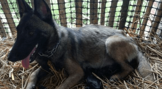 马犬下崽前的症状!气喘呼呼又是怎么一回事