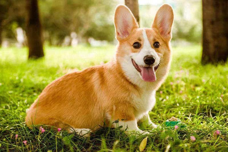 柯基犬的训练方法,三招轻松搞定