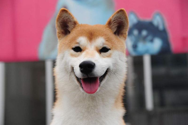 柴犬好还是秋田犬好?你的眼界决定了谁好