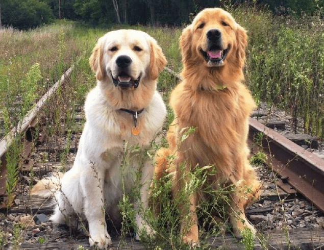 阿拉斯加和金毛哪个好,其实重在你的选择