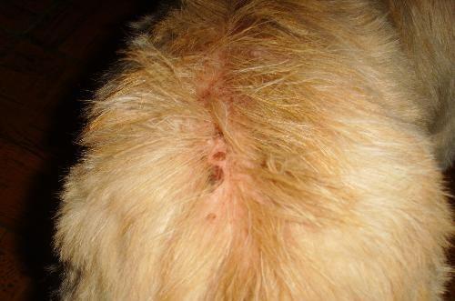 狗狗身上有虱子怎么办？治标又治本的方法要知道一些