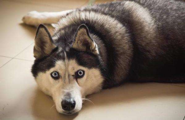 哈士奇该怎么训练,这七招必须了解