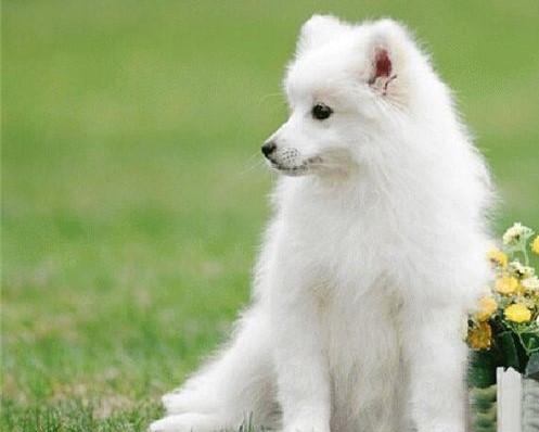 银狐犬喜欢吃什么?喜欢的东西可多了