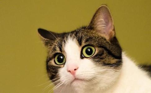 怎样引导猫到窝里睡觉