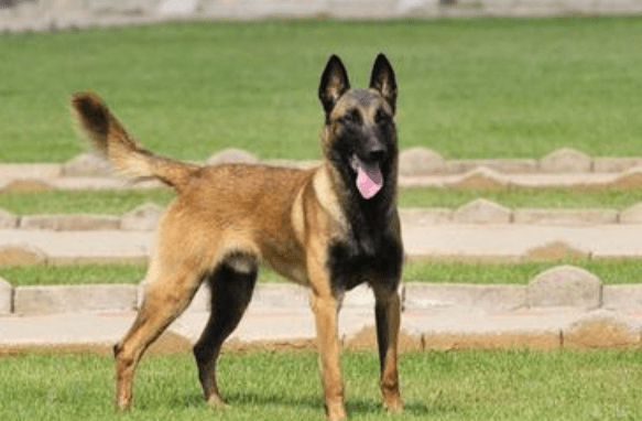 马里努阿犬性格 这么优秀的狗狗还不养一只!