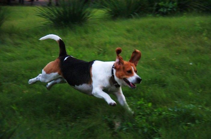 比格犬的训练?好方法都不是一蹴而就