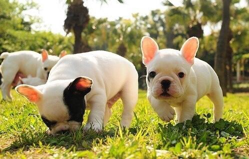 八哥犬和斗牛犬的区别,一起来对比一下