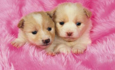 狗狗心跳很快怎么回事？及时去排查原因