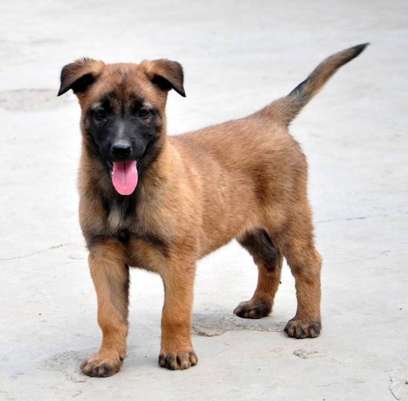 马犬怎样训练?好的办法会事半功倍