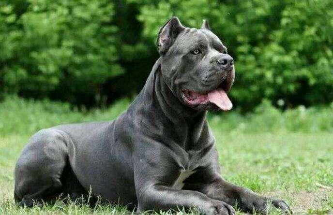 卡斯罗喂什么才强壮?合理的饮食搭配加上适当的运动